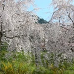 神山町の桜街道は有志の方々が植え続くて来られたものです。　・有志より始まる桜街道と（和良）