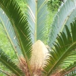 蘇鉄の花はラグビーのボールのようなきれいな形をしていました。　・ラグビーのボールのやうな花蘇鉄(和良)