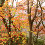 寒霞渓のロープウエイ山頂駅から展望台への道の紅葉も綺麗でした。・山頂駅降りたるそこに笹子鳴く（和良）