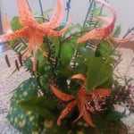 野に咲く花と共に生けた鬼百合は生き生きとしていました。　　　　　　　　　　・野の花も野の鬼百合も生花に（和良）