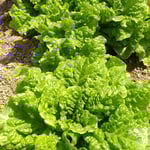 畑では野菜にも初夏の太陽がさんさんと降り注いでいました。　　　　・野菜にも初夏の太陽たっぷりと(和良)