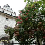 チェスキークルムロフではマロニエが赤い花をつけていました。　　　　　マロニエの真っ赤な花と白い壁（和良）