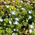 四番札所のいぬふぐりは青空のように輝いて見えました。　　　　　　　　・青空の地上にもありいぬふぐり（和良）