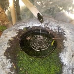 板野町の地蔵寺では水琴窟が澄んだ音を響かせていました。　　・水澄めり水琴窟の音も澄み（和良）