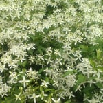 徳島市の文化の森の裏山では仙人草が犇めくように咲いていました。　・一面に仙人草の犇きて(和良)