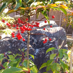 渭水苑の実万両は温かい冬の日差を集めて輝いて見えました。　　　　　・浴びるほど日差を集め実万両(和良)