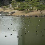 東京の芝離宮で見た金黒羽白です。気持ちよさそうに昼寝していました。  ・都会にも静寂ありけり浮寝鳥（和良）