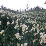 灘黒岩水仙郷の遊歩道を登った展望台からは沼島が眺望できました。　　　・水仙の五百万本咲ける崖（和良）