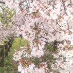 向麻山公園の枝垂れ桜はゆっくりと散り始めていました。　　　　　・散り急ぐ花はなけれどまた落花(和良)