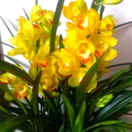 御歳暮に今年贈られてきた蘭の花は黄色いシンビジウムでした。　　　　・お歳暮に届く黄色い蘭の花(和良)