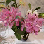 展示会場には愛好家の育てたいろんな種類の蘭が並んでいました。　・室に咲く蘭の香りの濃く淡く（和良）