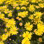 藍住町を散歩していますと中学校の校庭に黄色い花が咲いていました。　・校庭に黄色い秋の花咲かせ（和良）