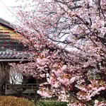 徳島市の武家屋敷・原田家住宅の蜂須賀桜の母樹も満開でした。　　　　・蜂須賀の殿の愛でたる桜見る(和良)