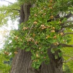 幹の折れた大木の鈴生りの銀杏は誰も見ていませんでした。　・鈴生りの銀杏なるに誰も見ず（和良）