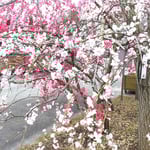 美馬市脇町の河野メリクロンに赤い花と白い桜が咲いていました。　　　　・赤い花白い桜と咲き満ちて(和良)