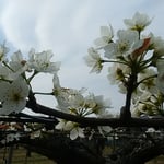 藍住町の梨畑では棚一面に梨の花が咲き競っていました。　・曇りゐる空に真白や梨の花（和良）