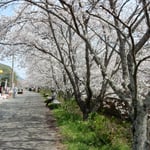勝浦町の勝浦さくら祭りでは桜の咲く岸辺に店も出て賑やかでした。　・川沿ひの桜並木に店も出て(和良)