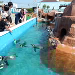 南知多ビーチランドのペンギンです。可愛かったです。　　　　　　　　　・ペンギンと秋の一と日を過ごしけり(和良)