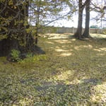 大きな銀杏の木から散った落ち葉が庭中に重なり合っていました。　　　　　　　　　　　　　　・銀杏散る十重に二十重に敷き詰めて(和良)