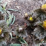 ほころび始めた福寿草の黄色い花は瑞々しかったです。　　　　　　　　　・ほころべる黄のみづみづし福寿草（和良）