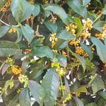 我が家の金木犀が花をつけました。朝日に輝いていました。　・朝の日に金木犀の輝ける（和良）