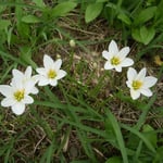 我が家の隣の空き地に誰かが植えたわけでもないのに玉簾が咲いていました。  ・今年また隣は空き地玉簾（和良）