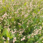 藍の畑の持ち主は藍を作り続けてきた藍師の六代目と聞きました。　・藍の花咲かせ続けて六代目（和良）