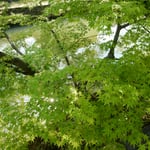 倉敷の美観地区では川辺の若楓が涼しい木陰を作っていました。　　　・若楓美しき倉敷美観地区(和良)