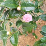 岩田公次主宰の句碑から少し離れたところに椿が咲いていました。　　　・句碑よりも少し離れて椿咲く(和良)