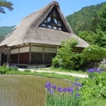 白川郷の合掌集落には昔のままにあやめが咲いていました。　　　　　　　　　　　　　　　　　　　　　　　　　　　　　・あやめ咲く合掌の里水の里（和良）