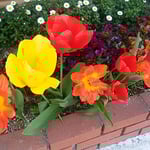 藍住町の近所で見たチューリップです。　　　　　　　　　　　　　　　　・チューリップ真っ赤やこれぞチューリップ（和良）