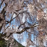 神山温泉前のしだれ桜は青空に映えていました。　　　・青空にしだれ桜の白さかな（和良）