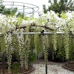 地福寺では樹齢二百歳の紫色の藤も樹齢百歳の白藤も満開でした。　　　　　　・紫も白も満開藤の花(和良)