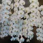 徳島市内にある銀行の本店ロビーに胡蝶蘭が飾られていました。　・正面のロビー生き生き胡蝶蘭（和良）