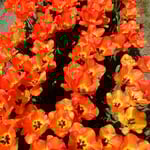 北島町のチューリップ園では65種類が咲き競っていました。　　・どれも皆色美しきチューリップ（和良）