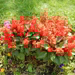 モスクワ市郊外のセルギエフポサードの花壇で見たサルビアです。　　　　・サルビアの赤のまぶしき花壇かな（和良）