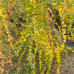 道後公園の枯れて行く萩は残る緑が美しく鮮やかな色彩でした。　・枯れて行く萩に明るさありにけり(和良)