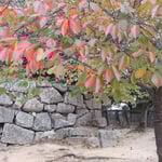 松山城の天守閣がある広場までの登城坂には桜紅葉が見られました。・曲がる度桜紅葉や登城坂(和良)