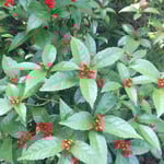 丈六寺の千両は結界の垣根を越えて広がり赤い実をつけていました。　・結界の垣根を越えて実千両(和良)