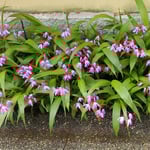 平山郁夫美術館では清楚な道に紫蘭の花が咲いていました。　　　　　・紫蘭咲く道より美術館に入る(和良)