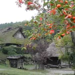 柿が実る飛騨の里は昔懐かしい古里の風景でもありました。  ・安穏といふ幸せや柿実る （和良）