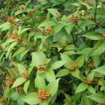 阿波の法隆寺といわれる徳島市の丈六寺では千両が盛りを迎えていました。  ・俯ける実の一つなき実千両（和良）