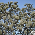 徳島市の城山にある薔薇園では春の日差しを浴びて白木蓮が咲き競っていました。  ・白木蓮の花に日陰のなかりけり（和良）