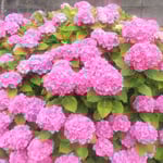 藍住町を散歩していますと美しく球形に咲く紫陽花を見つけました。　　・球形を保ち鮮やか濃紫陽花(和良)