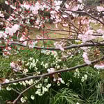 ピンクの蜂須賀桜の下には真っ白な水仙が競うように咲いていました。　　　　　　　　・水仙と蜂須賀桜競い咲く(和良)