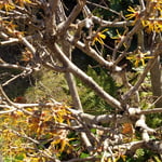 徳島城公園の満作は去年の葉を落とさずに咲いていました。　　・満作は去年の葉捨てず咲きにけり((和良)