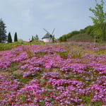 あすたむらんど徳島の風車の丘で芝桜を見ました。綺麗でした。  ・芝桜風車の丘の大斜面（和良）