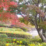 徳島市の眉山の山頂は青空と紅葉と石蕗の花が綺麗でした。　・山頂は石蕗と紅葉と青空と（和良）