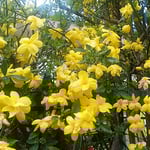 この迎春花は色あせることなく咲き継いでいました。　　・咲き継ぎてなほも鮮やか迎春花（和良）