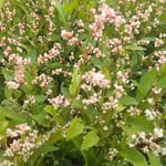 石井町浦庄の藍の畑では三番藍の花が咲き満ちていました。　　・種を取る三番藍の花可憐（和良）